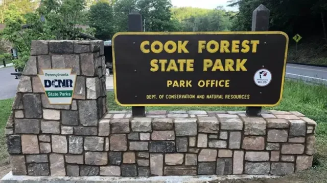 Cook Forest #4