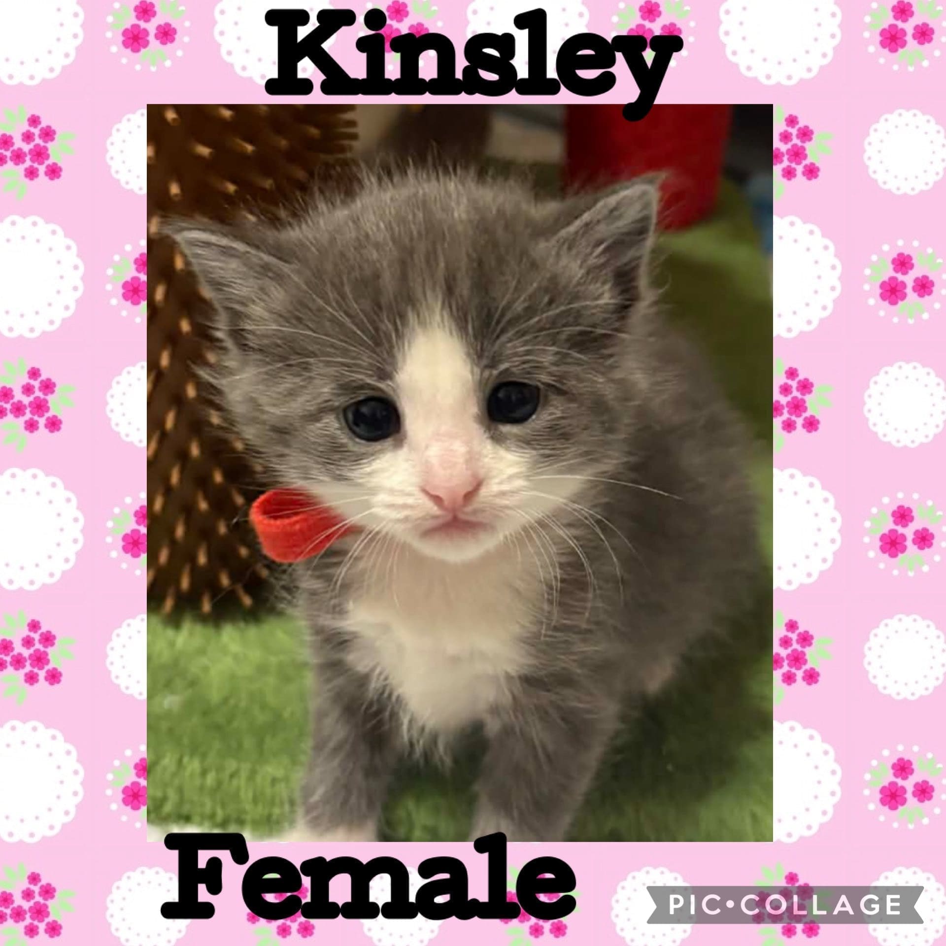 Stray Cat Central kitty adopt