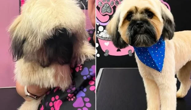 your groomer remy