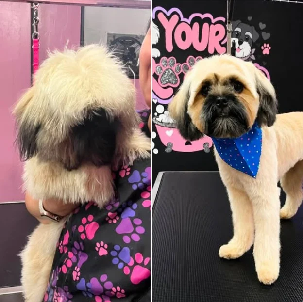 your groomer remy